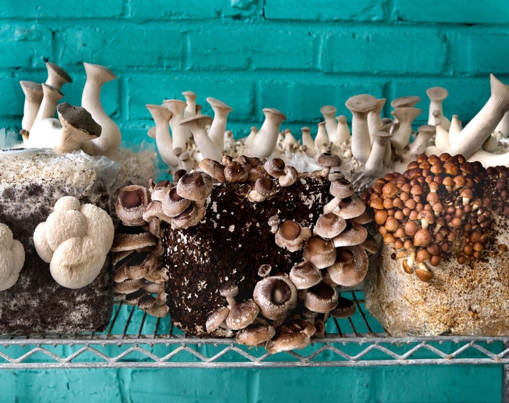 Philadelphia's Secret Underground Mushroom Farm TASTE