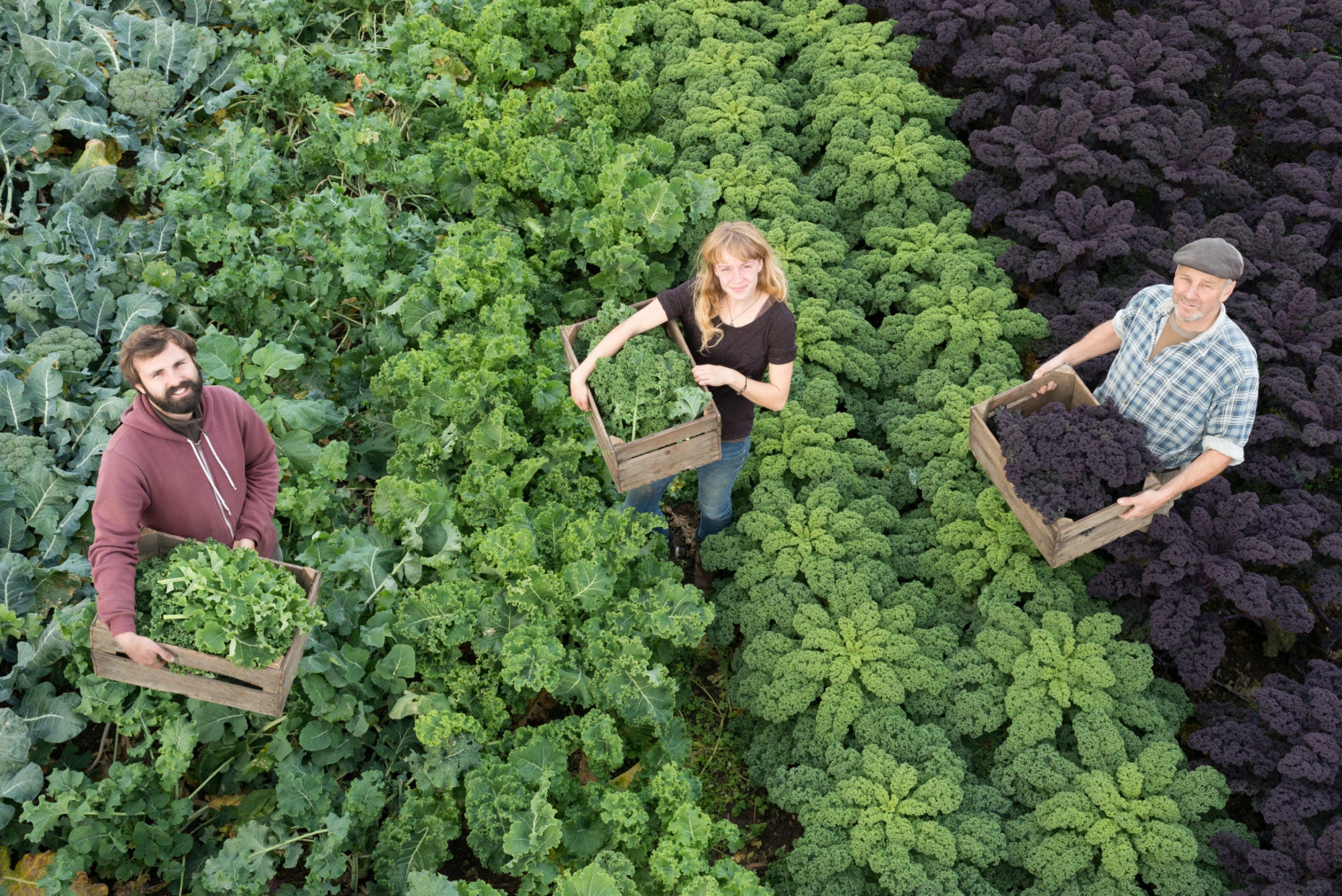 The 10th Anniversary of the Kale Salad as We Know It TASTE
