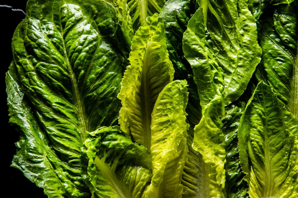 Cooking in the Age of Deadly Romaine