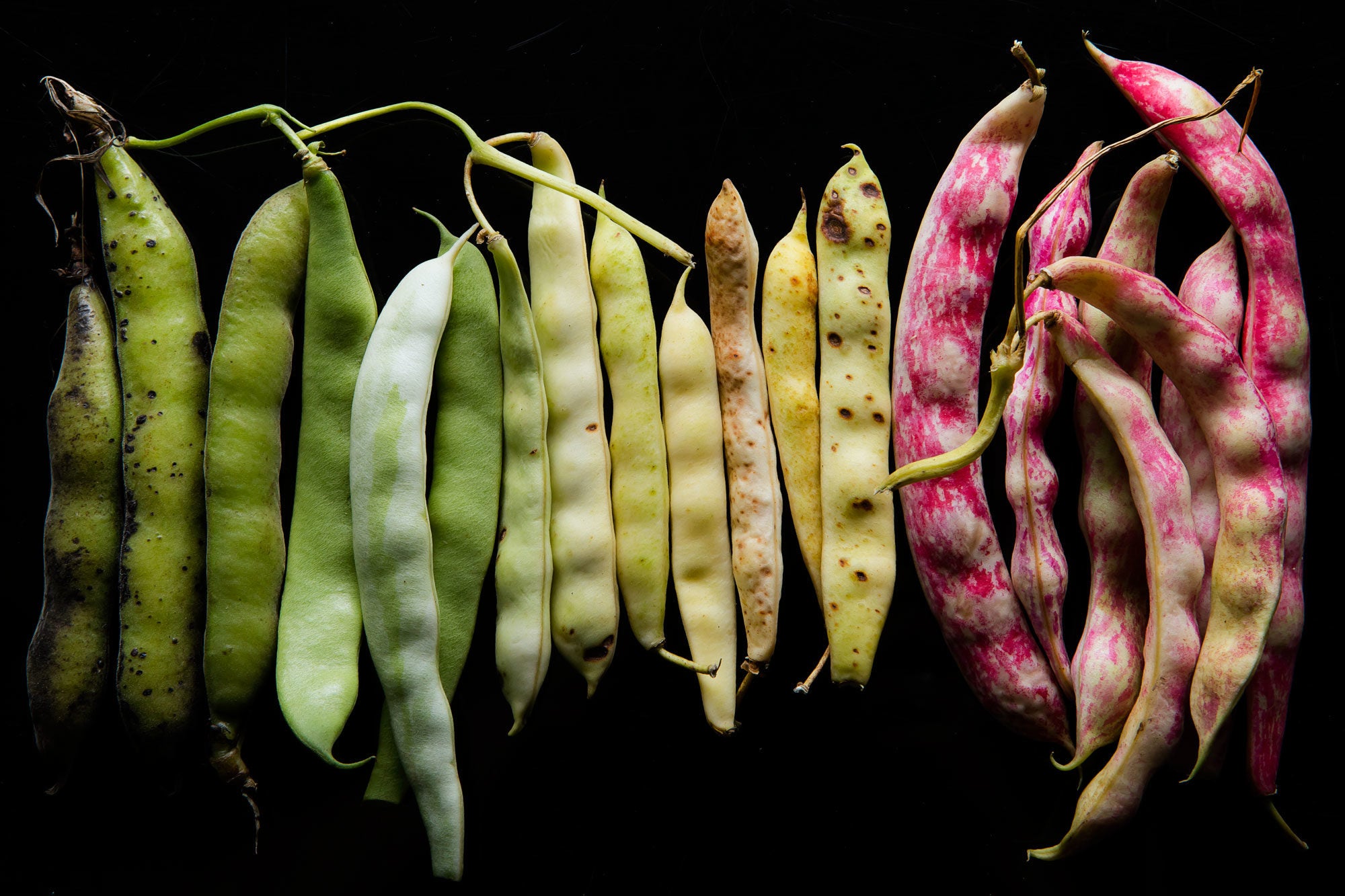 feel-free-to-freeze-your-beans-taste