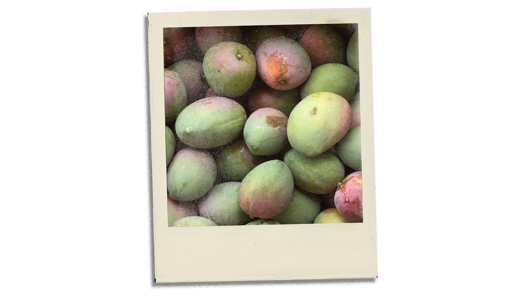 Article-Postcard-From-Deli-Mango-Season
